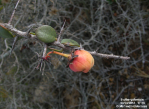 Putterlickia pyracantha, fruit, Stofbergsfontein - 2012